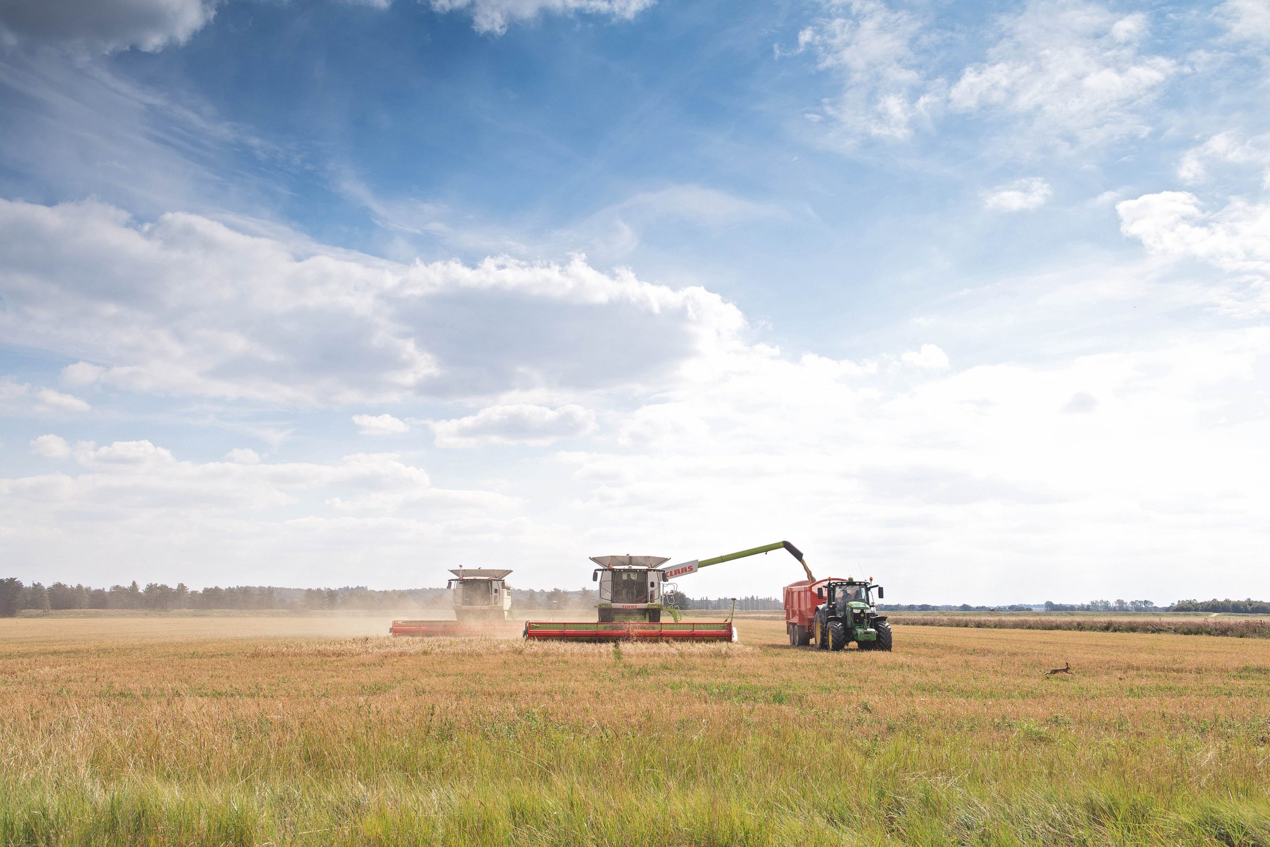 An image at harvest of two combines collecting corn under blue skies.