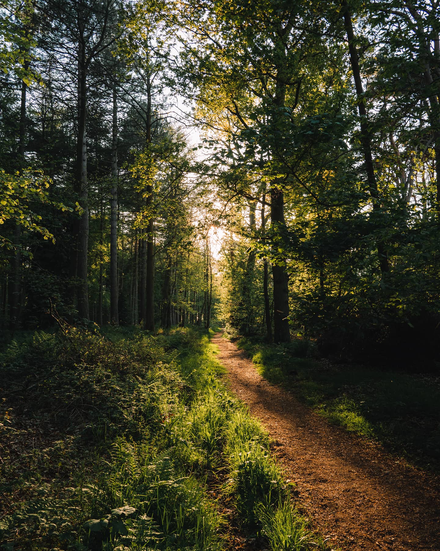 An image of a path winding into some trees with sunlight streaming through