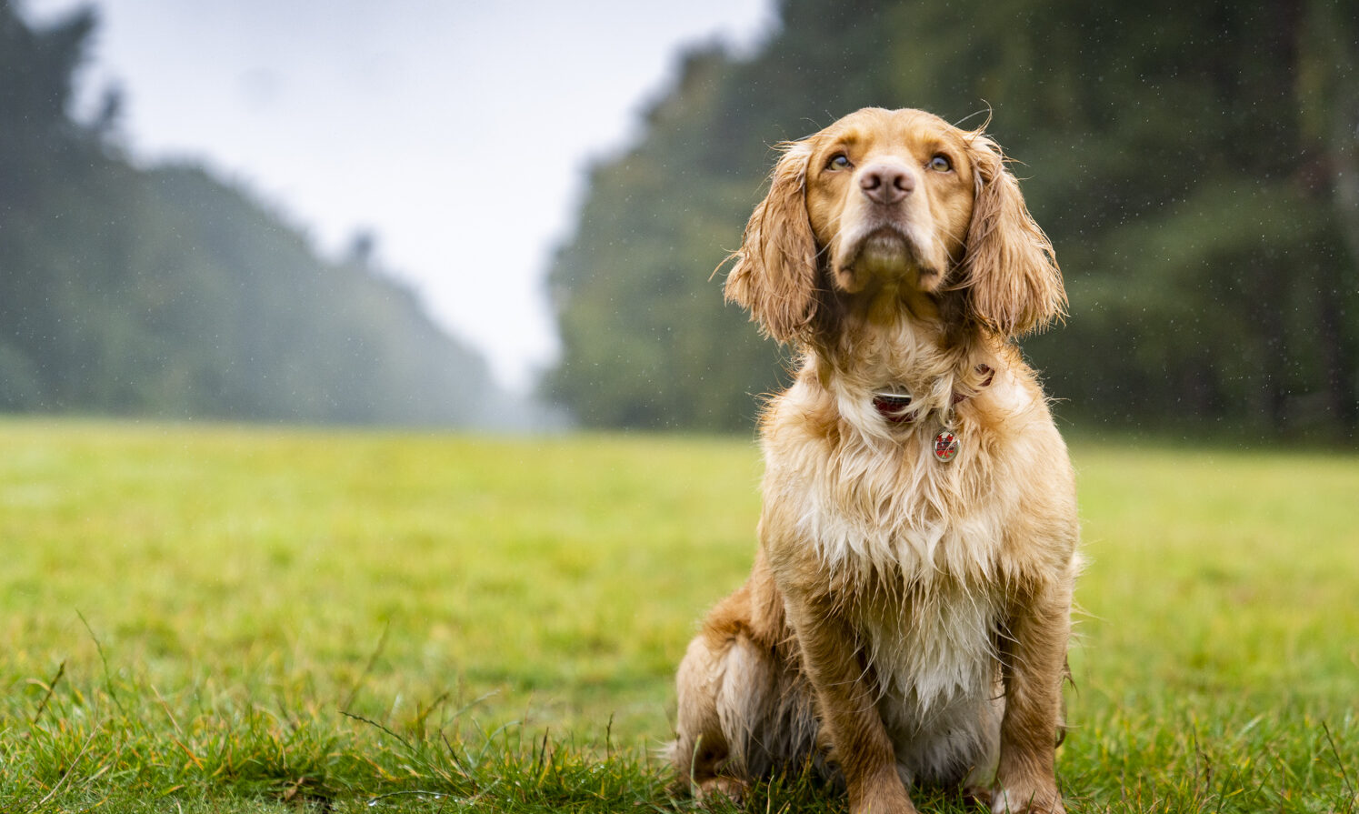 A tan coloured spaniel sat at Sandringham on grass in the Parkland