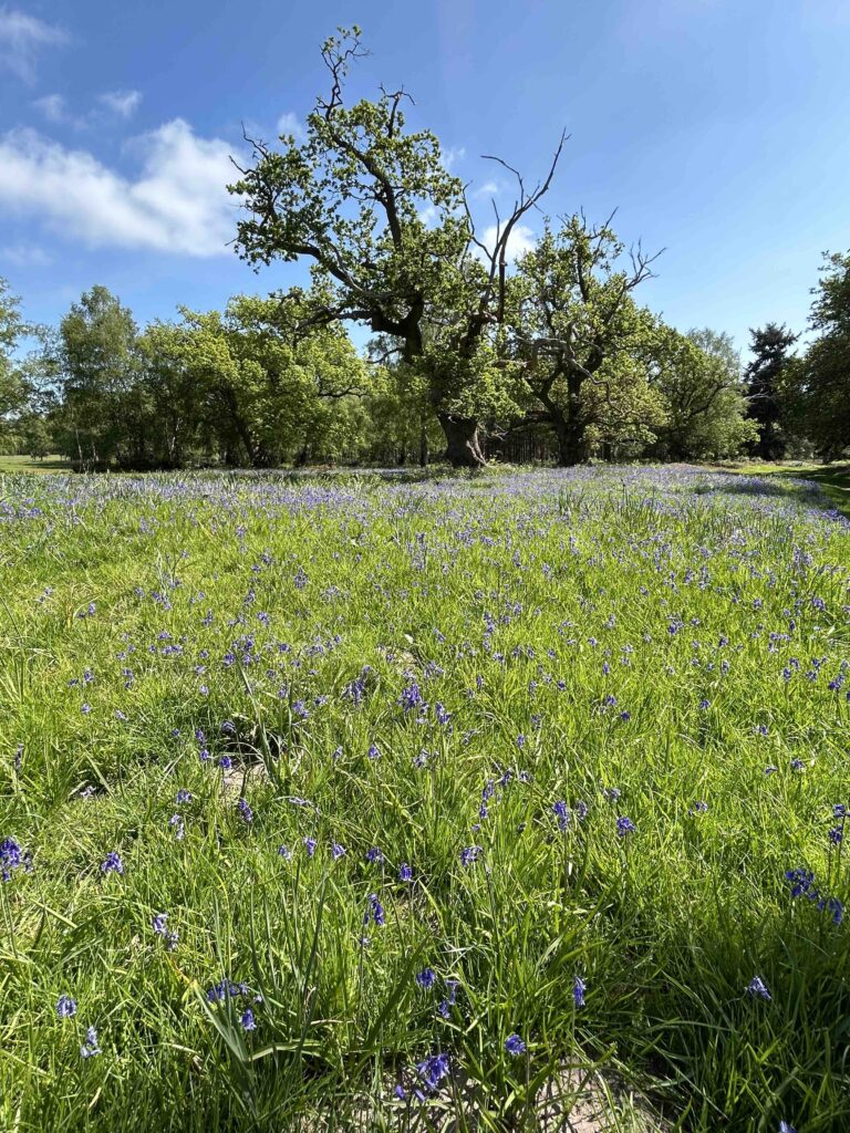 A scene of bluebells and an ancient tree